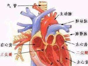 肺动脉瓣关闭不全