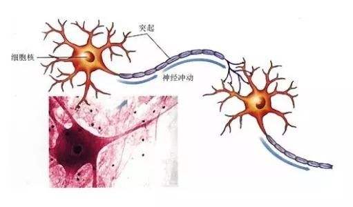 神经系统遗传性疾病