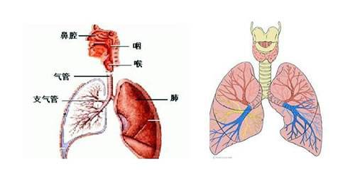 支气管炎