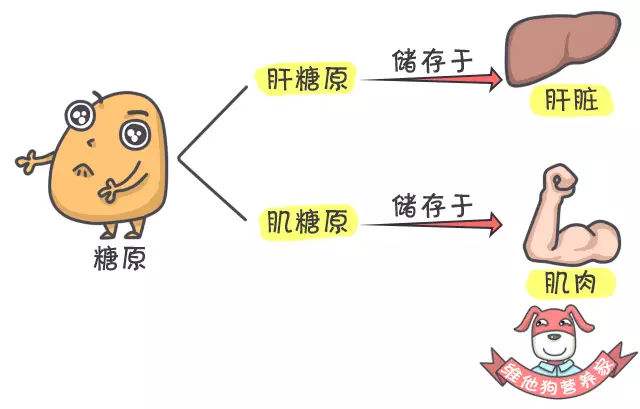 糖原累积病