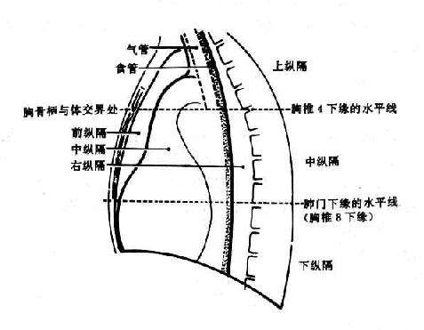 纵隔疾病